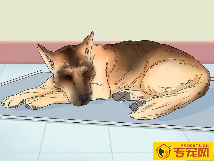 宠主该如何判断狗狗是否怀孕？