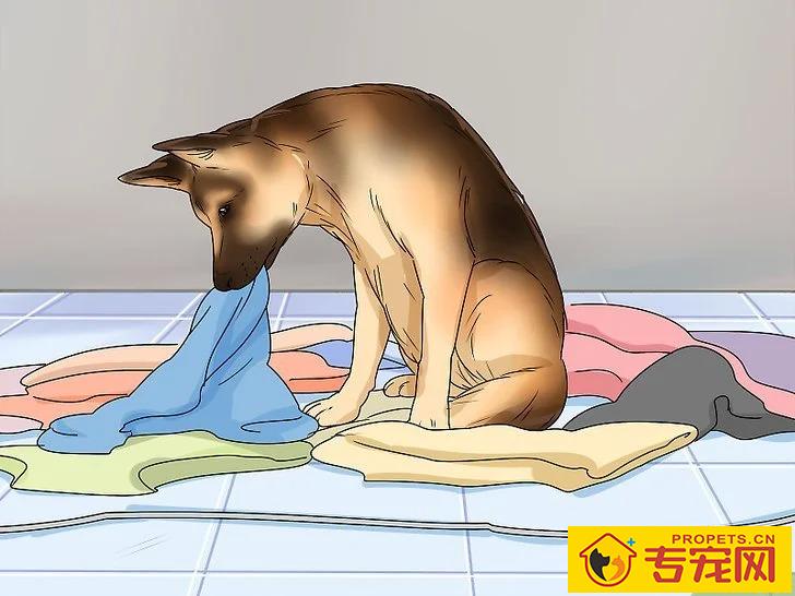 宠主该如何判断狗狗是否怀孕？