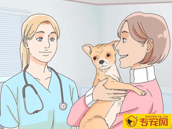 宠主该如何判断狗狗是否怀孕？