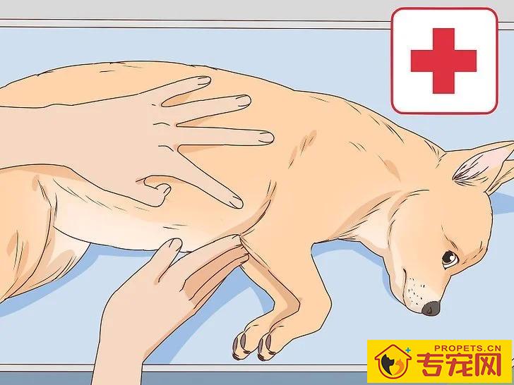 宠主该如何判断狗狗是否怀孕？