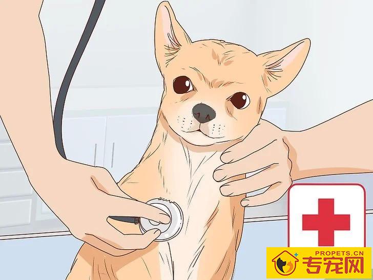 宠主该如何判断狗狗是否怀孕？