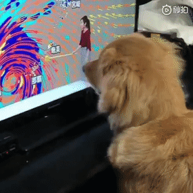 为什么边牧不喜欢和别的狗狗一起玩?因为它...