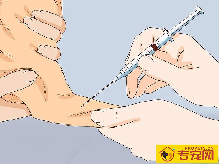 宠主该如何判断狗狗是否怀孕？