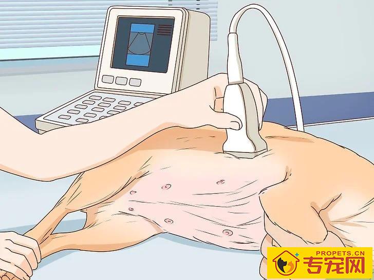 宠主该如何判断狗狗是否怀孕？