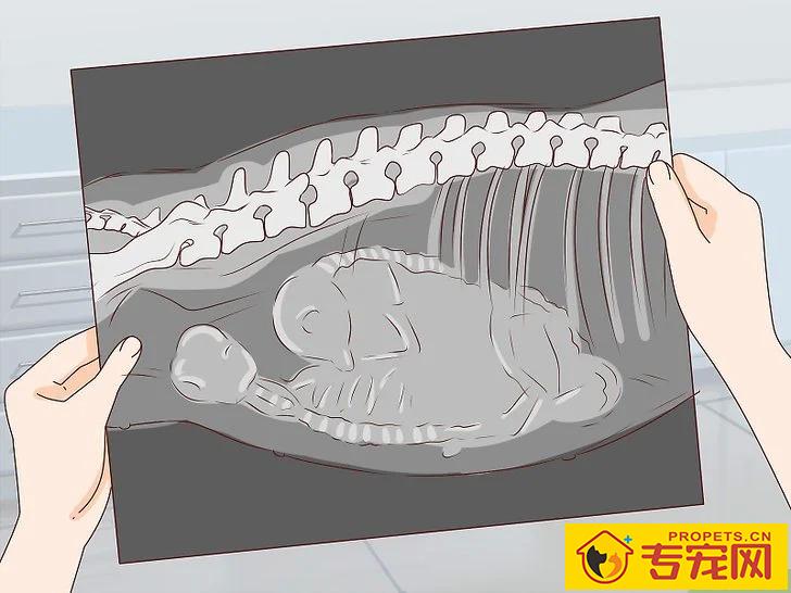 宠主该如何判断狗狗是否怀孕？