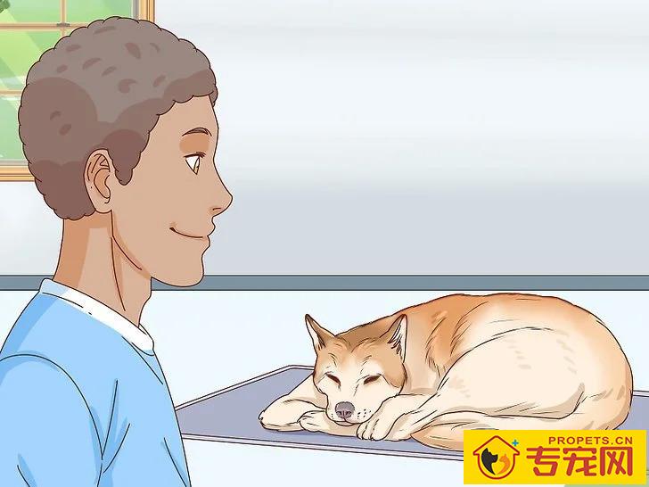 宠主该如何判断狗狗是否怀孕？