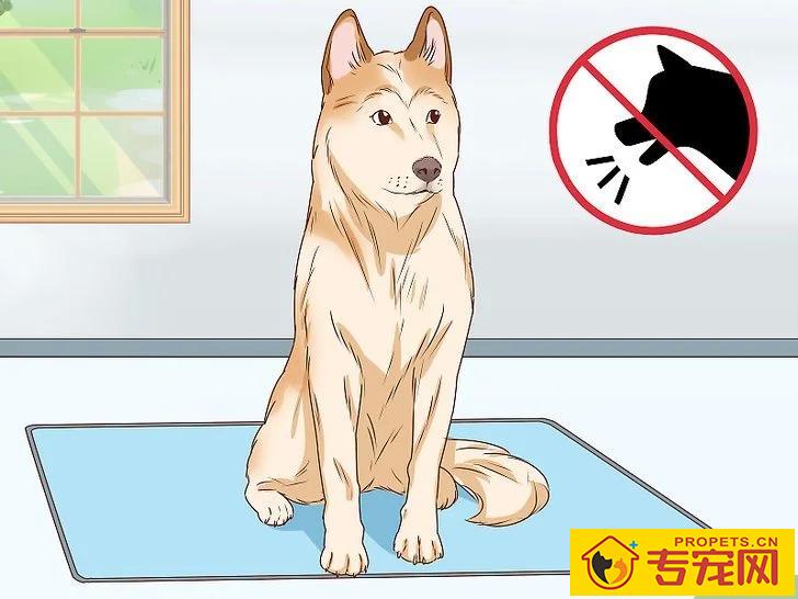 宠主该如何判断狗狗是否怀孕？