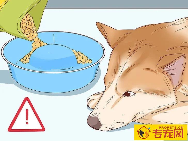 宠主该如何判断狗狗是否怀孕？