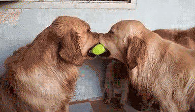 我家汪太能叫了怎么办?快看看这十个方法!