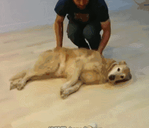 我家汪太能叫了怎么办?快看看这十个方法!