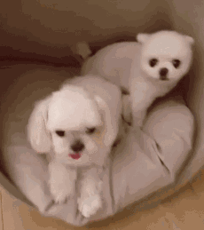 我家汪太能叫了怎么办?快看看这十个方法!