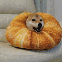 我家汪太能叫了怎么办?快看看这十个方法!