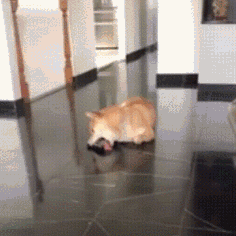 我家汪突然爱上了舔地板!这是为什么?