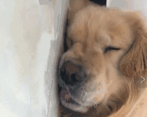 我家汪突然爱上了舔地板!这是为什么?