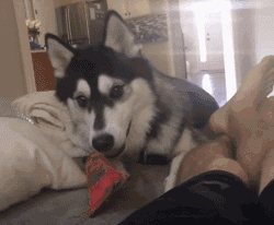 我家汪突然爱上了舔地板!这是为什么?