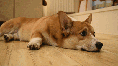 我家汪突然爱上了舔地板!这是为什么?