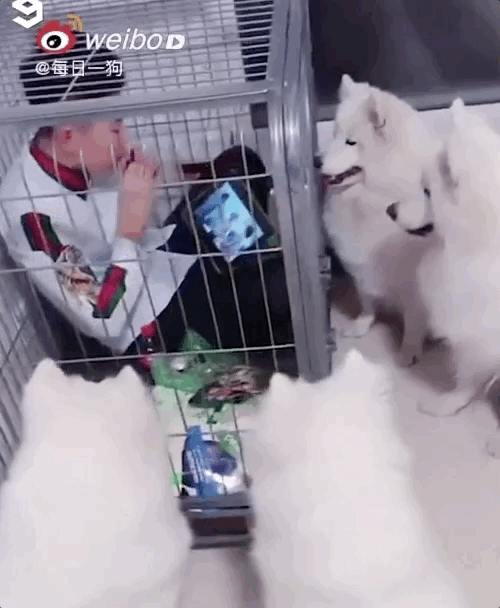 养狗后，你多久没有好好吃过饭了？