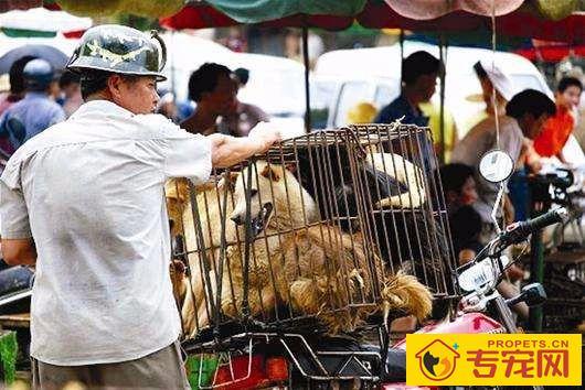 深圳成为大陆第一个立法禁食猫狗的城市!自2020年5月1日起施行。