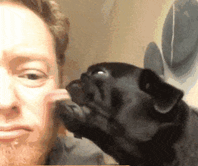 我家汪突然爱上了舔地板!这是为什么?