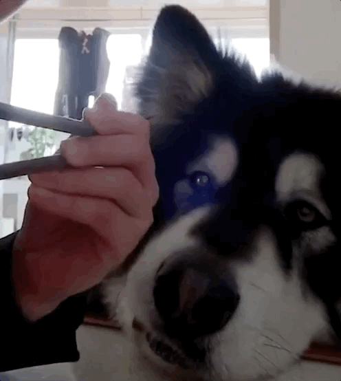 养狗后，你多久没有好好吃过饭了？