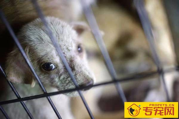 深圳成为大陆第一个立法禁食猫狗的城市!自2020年5月1日起施行。