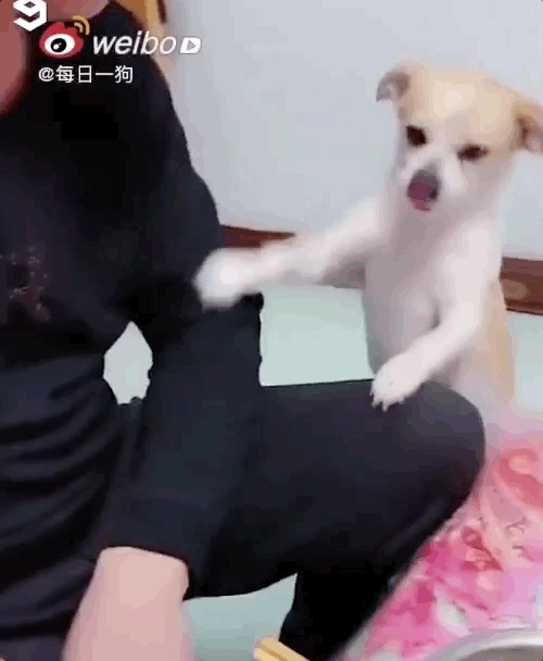 养狗后，你多久没有好好吃过饭了？