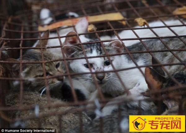 深圳成为大陆第一个立法禁食猫狗的城市!自2020年5月1日起施行。