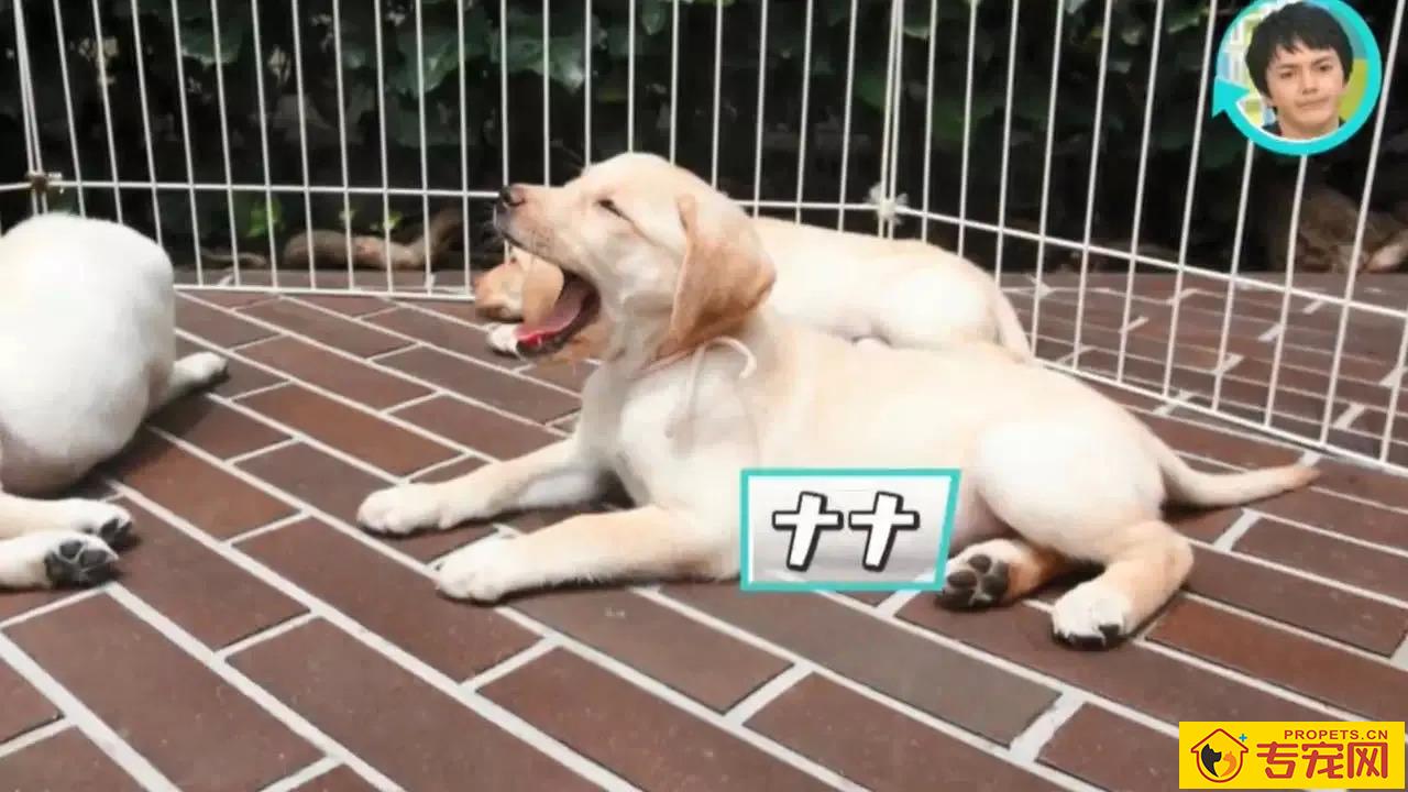 导盲犬的小知识