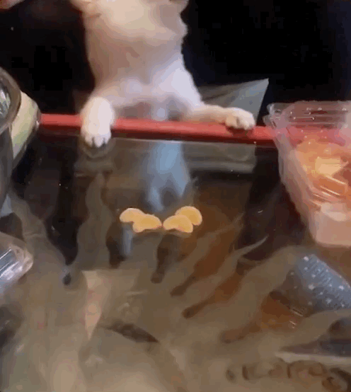 养狗后，你多久没有好好吃过饭了？