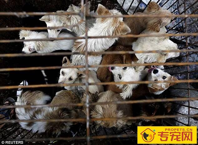 深圳成为大陆第一个立法禁食猫狗的城市!自2020年5月1日起施行。