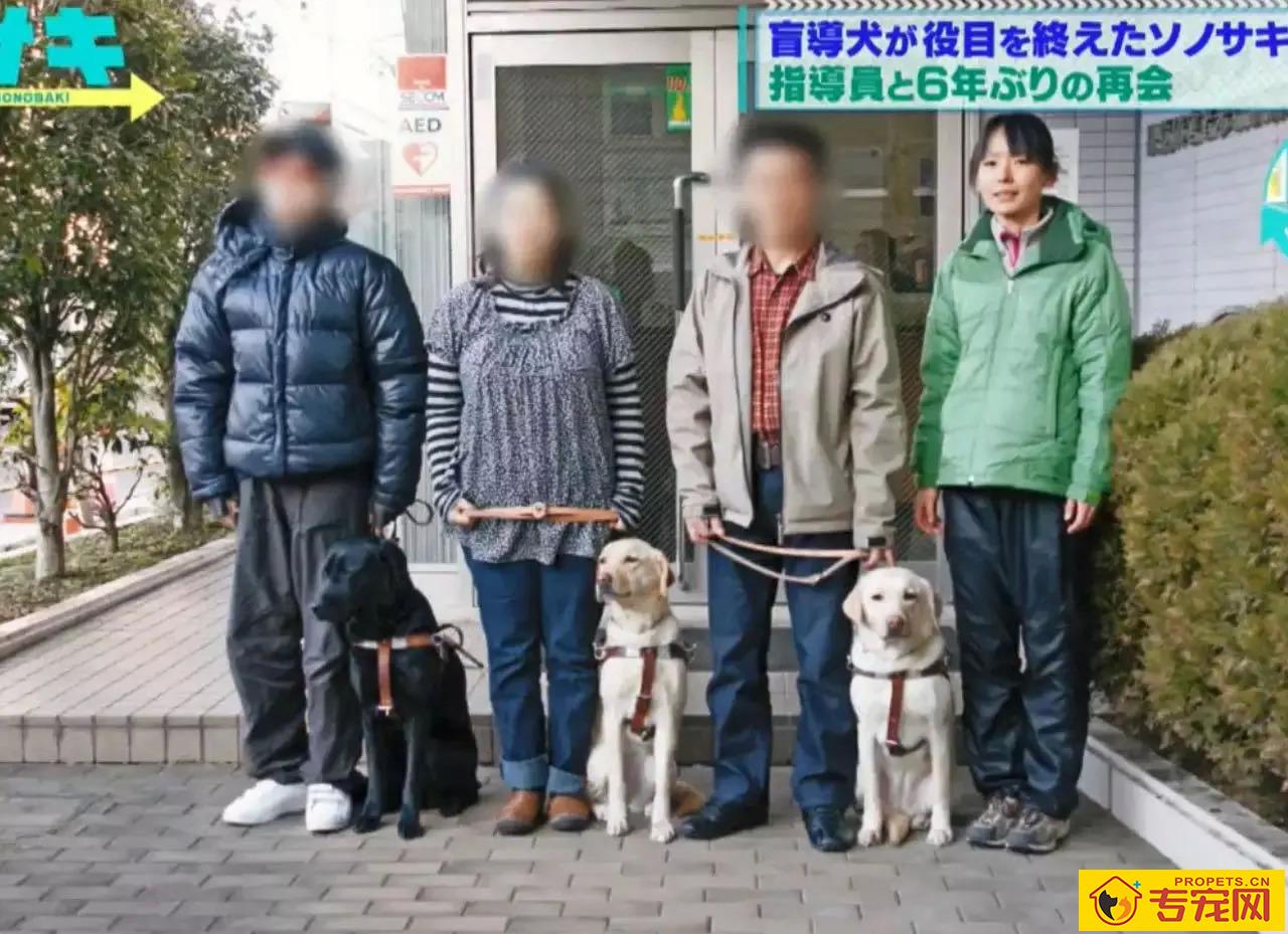 导盲犬的小知识