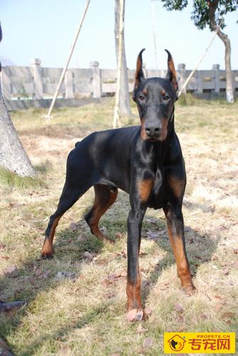 杜宾犬的性格怎么样 如果训练请耐心