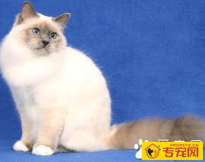 巴厘猫的颜色  CFA只承认4个变种