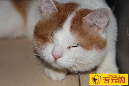 猫咪分辨公母的方法 观察它的生殖器官