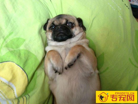 怎么看巴哥犬纯不纯 需要从它的体型特征来辨别