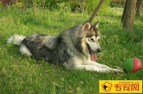 阿拉斯加雪橇犬凶吗 对主人绝对的忠诚