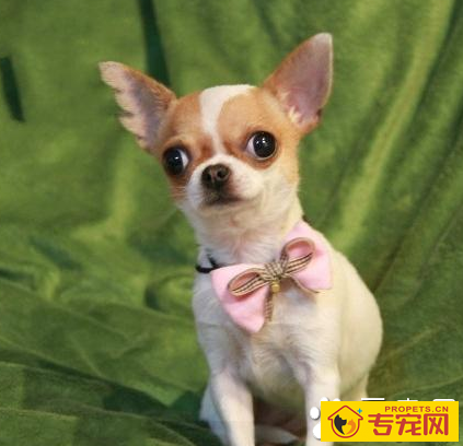 哪种小型犬最聪明 常见的品种有很多