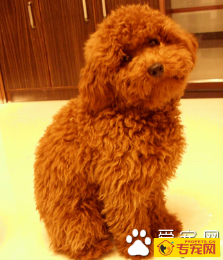 小型犬那种最聪明 泰迪是最聪明的