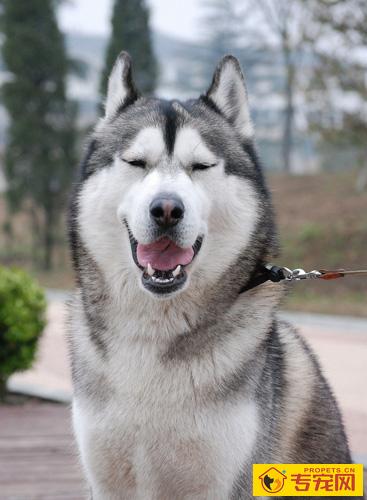 哈士奇的智商 非常可爱狡猾的狗狗
