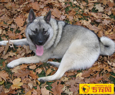 挪威猎麋犬的形态特征 该犬体型中等