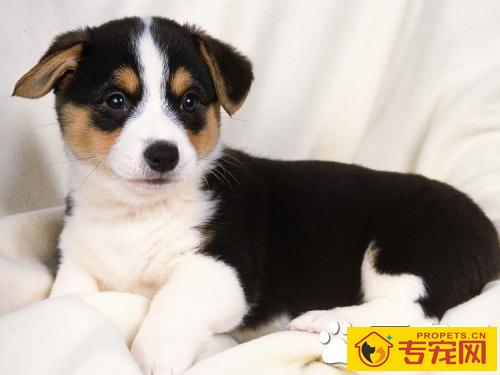 狗狗呕吐怎么办 狗狗呕吐腹泻治疗方法