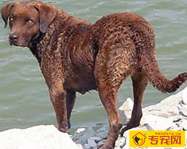 乞沙比克猎犬的性格 该犬活泼聪明