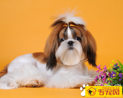 西施犬能长多大 该犬体型比较小