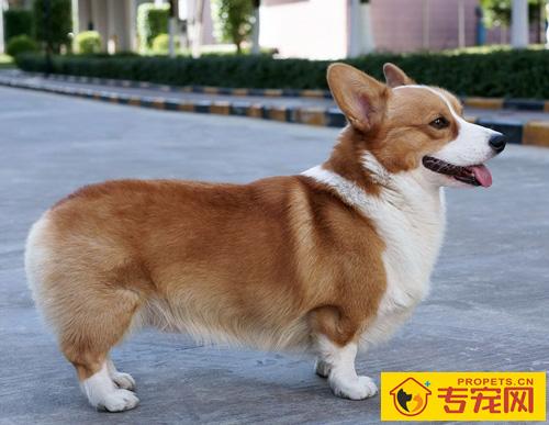 柯基犬聪明吗 短腿萌宠很可爱