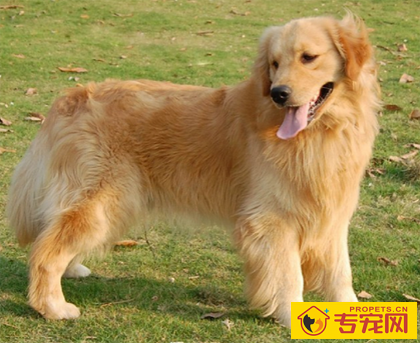 金毛是导盲犬吗 金毛可以被选做导盲犬