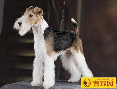 猎狐梗能长多大 肩高不超过15.5英寸