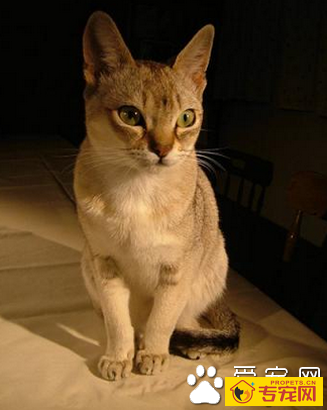 世界上最小的猫 新加坡猫体型最小