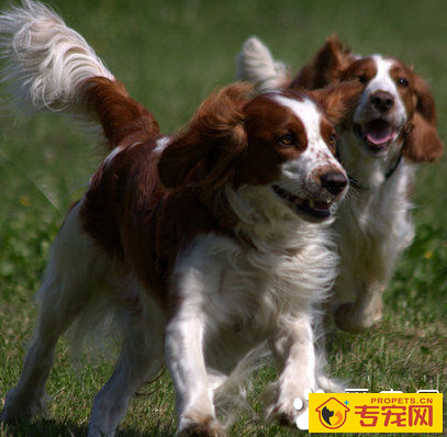 史宾格犬智商排名 该犬排在第15位