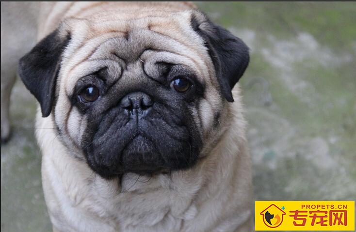 巴哥犬的特征 赛级巴哥挑选