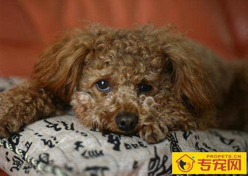 贵宾犬的智商 聪明伶俐容易接受训练